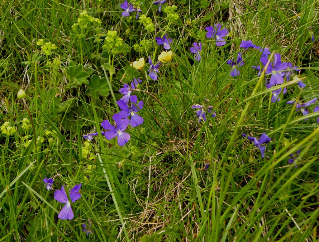 viola da determinare